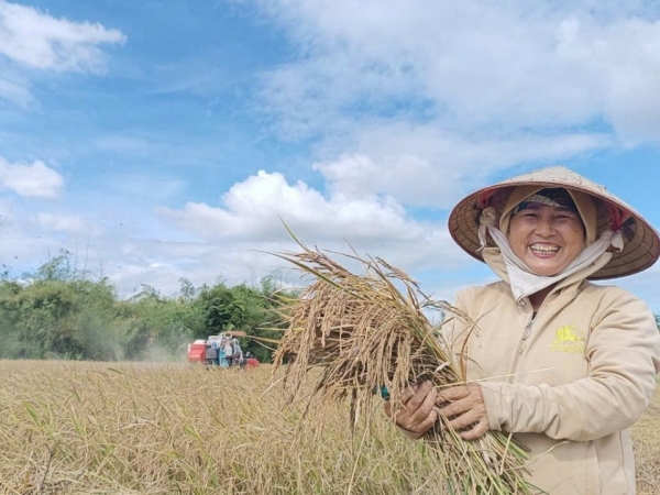 Đồng hành giúp dân vùng biên giới làm giàu nhờ trồng lúa theo phương pháp hữu cơ