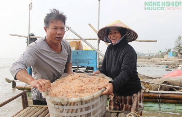 Ra khơi "săn" ruốc biển, ngư dân xứ Nghệ kiếm tiền triệu mỗi ngày