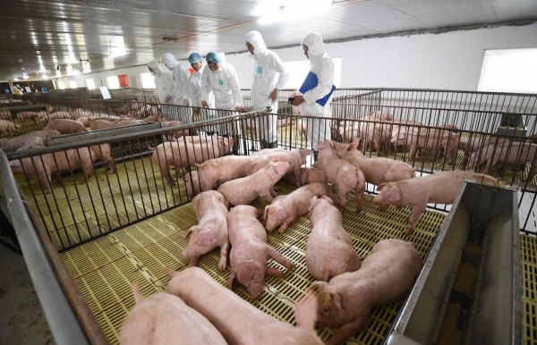 An toàn sinh học: “Khóa chặt” rủi ro dịch bệnh để giữ nhịp tăng trưởng chăn nuôi