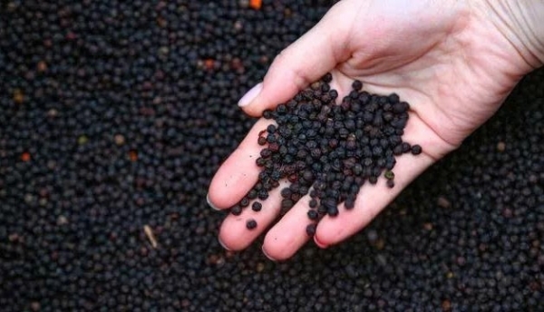 Tăng cường kiểm soát Sudan IV trong gia vị và tuân thủ quy định nhập khẩu của Đài Loan