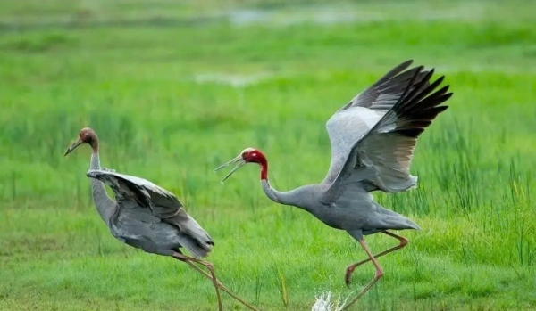 Đồng Tháp thành lập Tổ phục hồi hệ sinh thái: Quyết tâm đưa Sếu đầu đỏ trở lại Tràm Chim