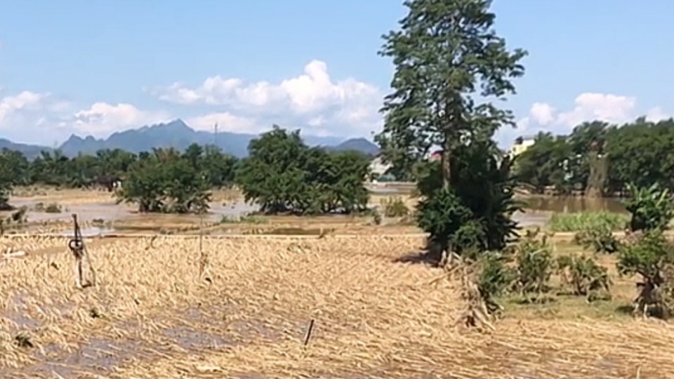 Mầm sống hồi sinh sau lũ dữ - Kỳ 1: Tập trung khôi phục lại sản xuất