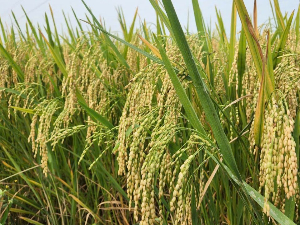 Nghệ An đẩy mạnh các giải pháp giảm phát thải trong nông nghiệp