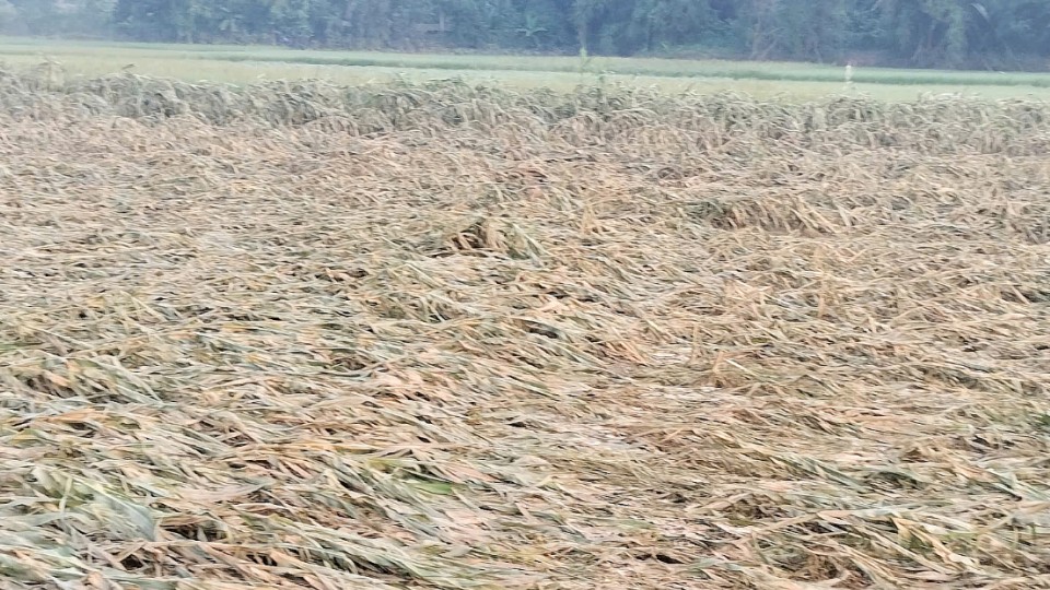 Mầm sống hồi sinh sau lũ dữ - Kỳ cuối: Tạo nguồn lực cho sản xuất, ổn định sinh kế người dân