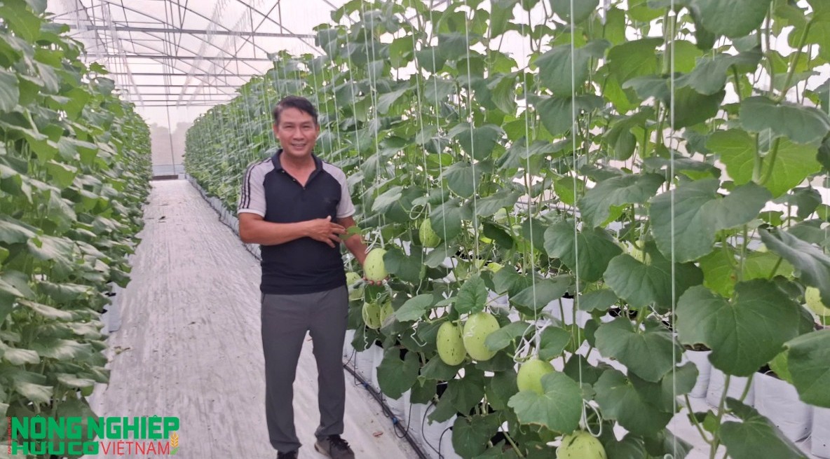 Hải Phòng: Nông sản hữu cơ ngày càng được quan tâm