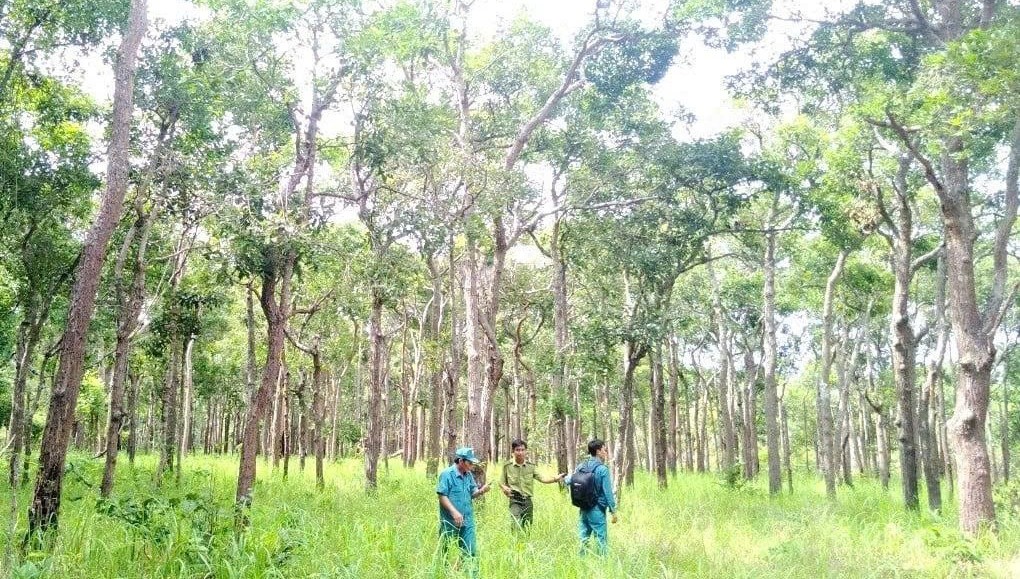 Gia Lai tăng cường phối hợp ngăn chặn vi phạm Luật Lâm nghiệp tại khu vực giáp ranh