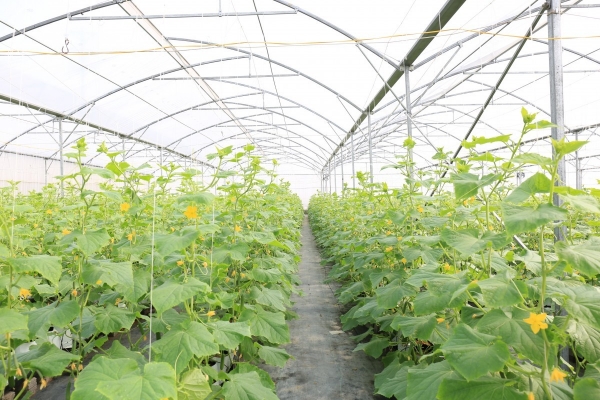 Bắc Ninh ban hành quy định mới về mức hỗ trợ hoạt động khuyến nông