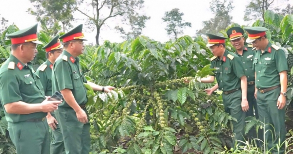 Diệt rệp sáp cà phê bằng chế phẩm hữu cơ tự chế