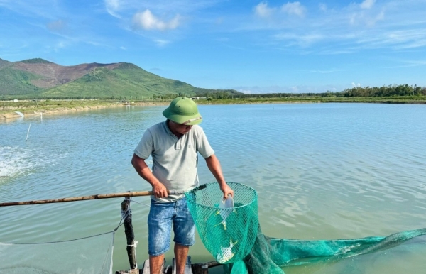 Hiệu quả từ mô hình sinh sản nhân tạo cá chim vây vàng công nghiệp, sạch bệnh