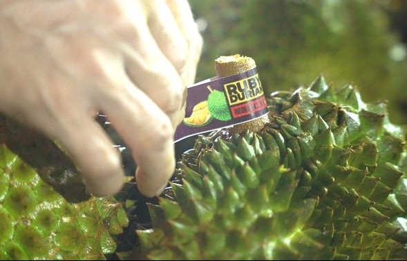 Vì sao PCT Hiệp hội Golf Việt Nam bị khởi tố trong vụ xuất khẩu sầu riêng?