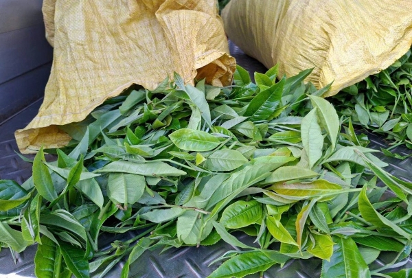 Cây chè và hướng đi bền vững trong công tác giảm nghèo ở Pha Long