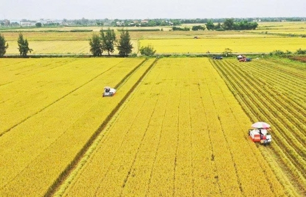 Canh tác hữu cơ để phát triển nông nghiệp bền vững Đồng bằng sông Cửu Long