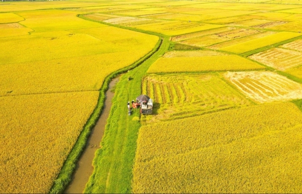 Dấu ấn 8 thập kỷ ngành Nông nghiệp và Môi trường: Kế thừa và đổi mới vì phát triển xanh, bền vững