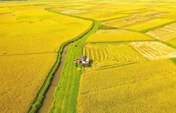 Dấu ấn 8 thập kỷ ngành Nông nghiệp và Môi trường: Kế thừa và đổi mới vì phát triển xanh, bền vững