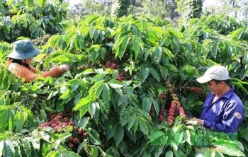 Lâm Đồng: Tuy Đức khát vọng trở thành trung tâm nông sản sạch giai đoạn 2026 - 2030