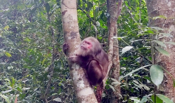 Lâm Đồng thành lập Ban Chỉ đạo bảo vệ động vật hoang dã và thủy sản