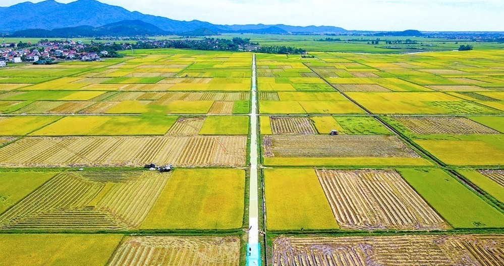 Tích tụ ruộng đất – Hướng đi mới của nông nghiệp hiện đại