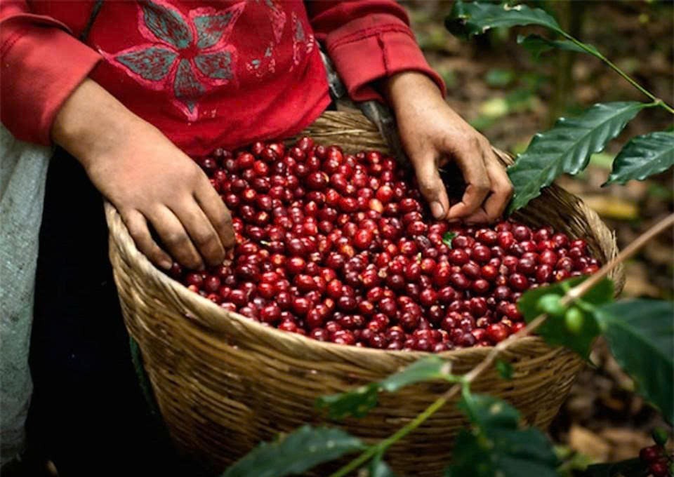 Nâng tầm vị thế cà phê Lâm Đồng: Hướng tới phát triển bền vững và hiện đại 4.0