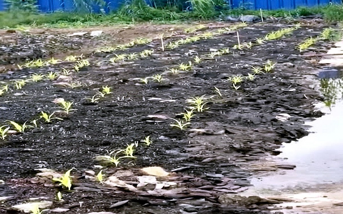 Thêm một người bị khởi tố liên quan vụ cơ sở sản xuất giá thể hữu cơ gây ô nhiễm