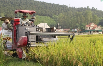Nghệ An phấn đấu vụ Hè Thu - Mùa năm 2026 đạt hơn 425.000 tấn lương thực