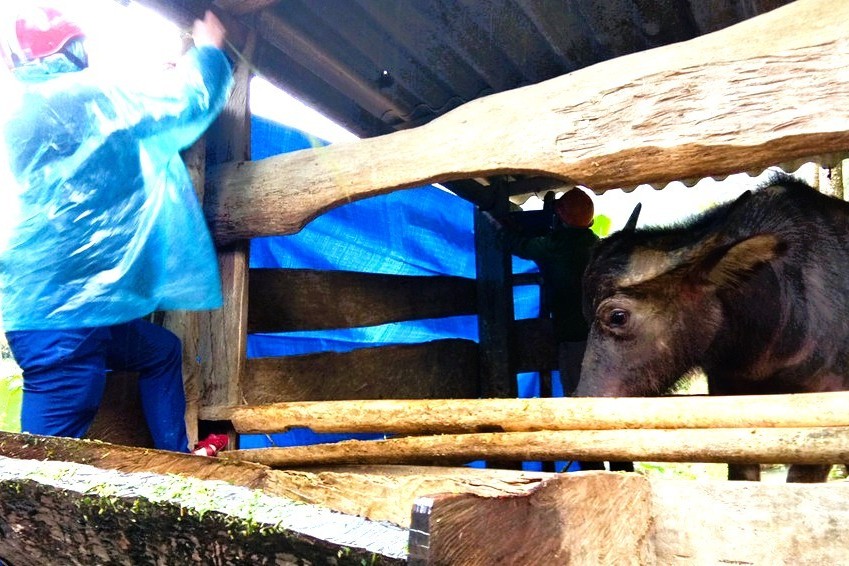 Nghệ An yêu cầu các địa phương chủ động phòng chống đói, rét cho đàn vật nuôi