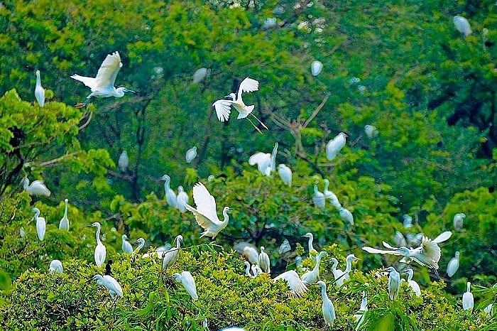 Hải Phòng: Tăng cường quản lý, xử lý các hành vi vi phạm về bảo vệ động vật hoang dã