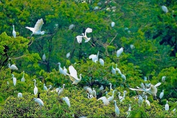 Hải Phòng: Tăng cường quản lý, xử lý các hành vi vi phạm về bảo vệ động vật hoang dã
