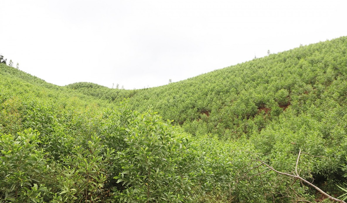 Bắc Ninh triển khai kế hoạch phát triển giá trị đa dụng của hệ sinh thái rừng đến năm 2030