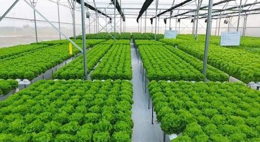 Đồng Nai chấn chỉnh việc thực hiện đề án nông nghiệp công nghệ cao