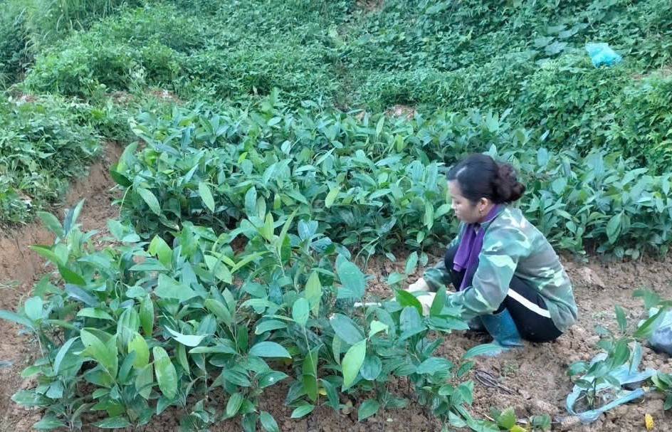 Lợi ích kép cho người dân và môi trường từ trồng cây dược liệu