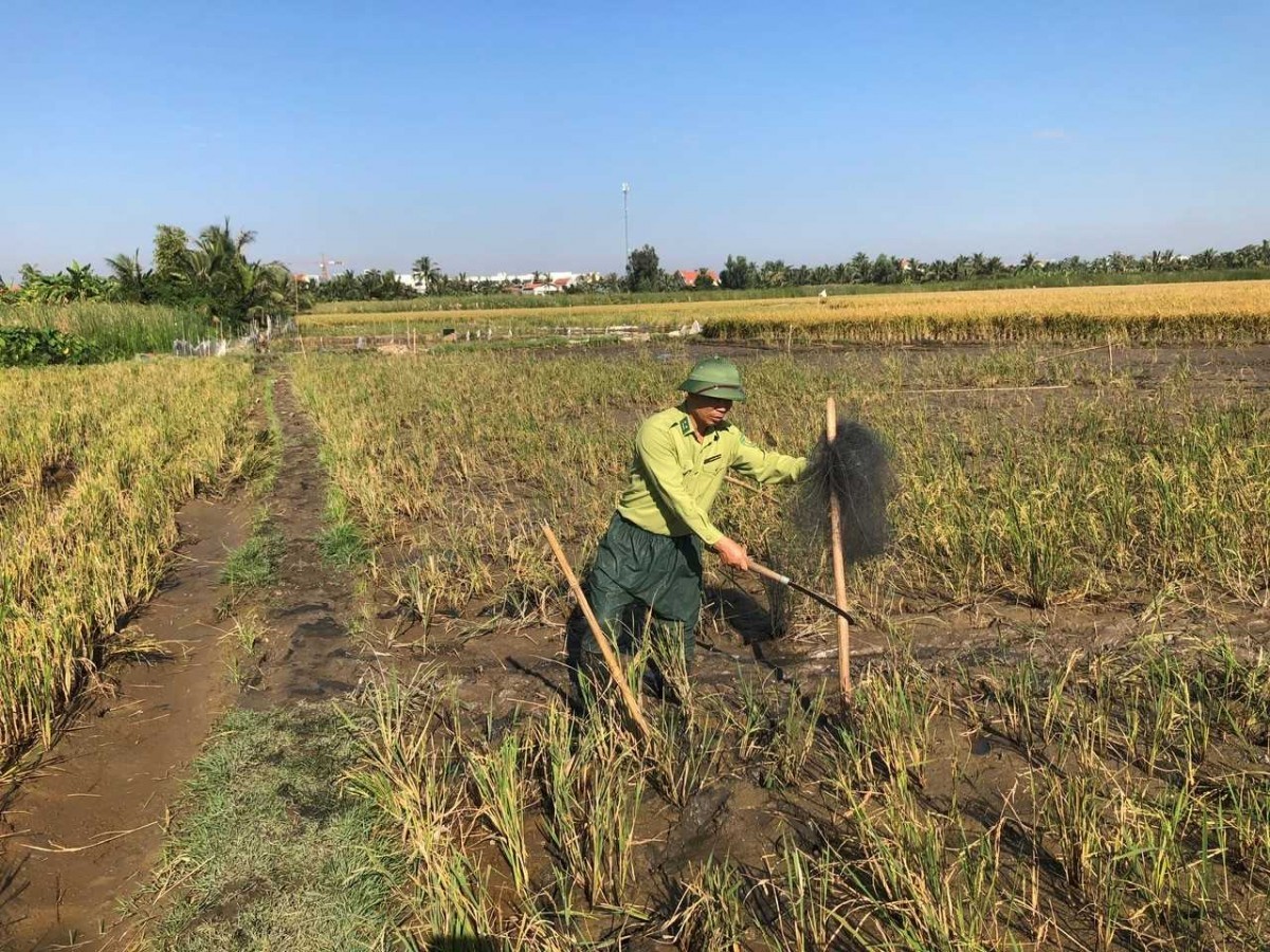 Quảng Ninh: Kiểm tra, tháo dỡ dụng cụ bẫy, bắt các loài chim hoang dã