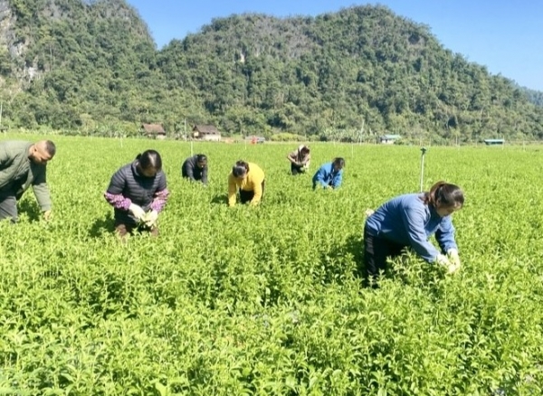 HTX Thảo Đường Vinh tạo đột phá từ trồng cỏ ngọt chuẩn VietGap giá trị cao