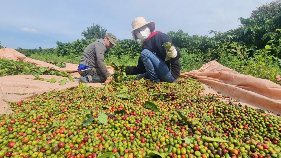 Đắk Lắk triển khai kế hoạch sản xuất, chế biến và tiêu thụ cà phê niên vụ 2025-2026