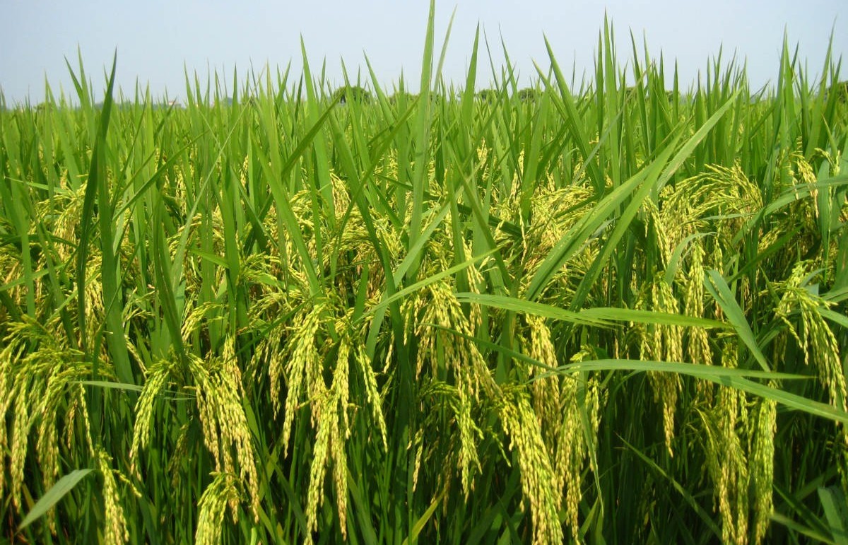 Phấn đấu mục tiêu đạt 1 triệu ha lúa "xanh" vào năm 2030