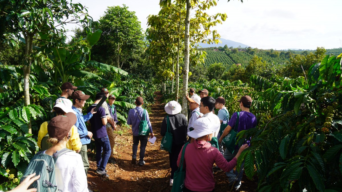 Canh tác cà phê trong nông lâm kết hợp: Sự trải nghiệm 