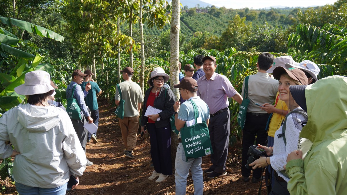 Canh tác cà phê trong nông lâm kết hợp: Sự trải nghiệm 