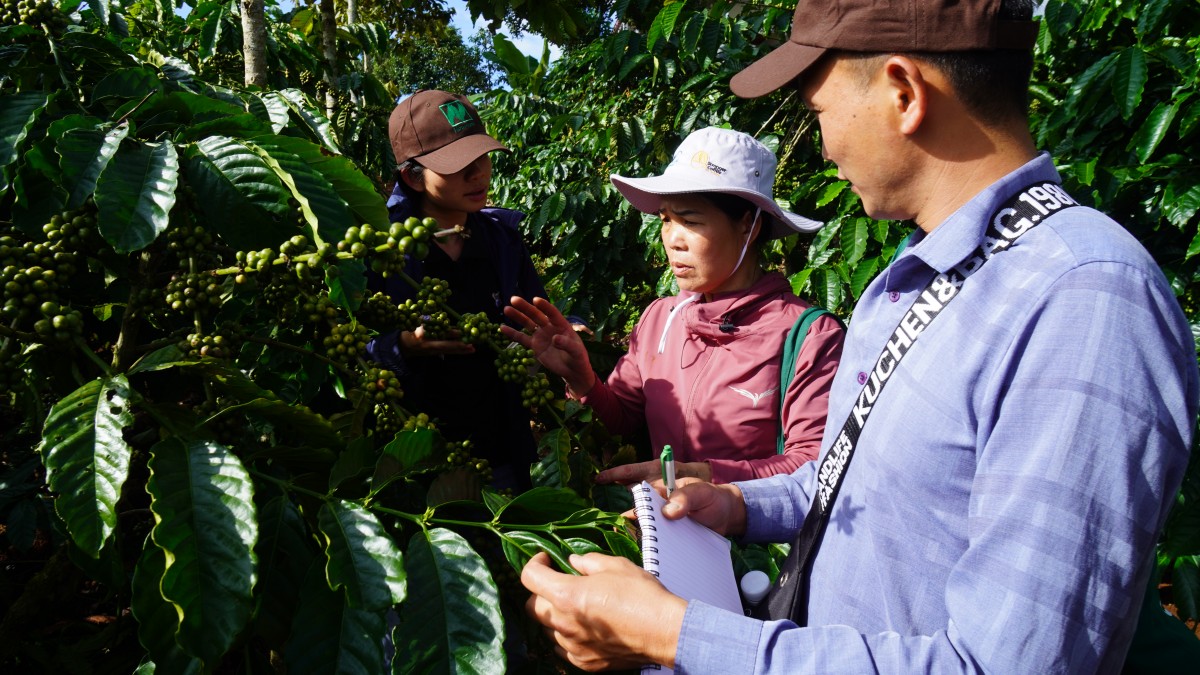 Canh tác cà phê trong nông lâm kết hợp: Sự trải nghiệm 