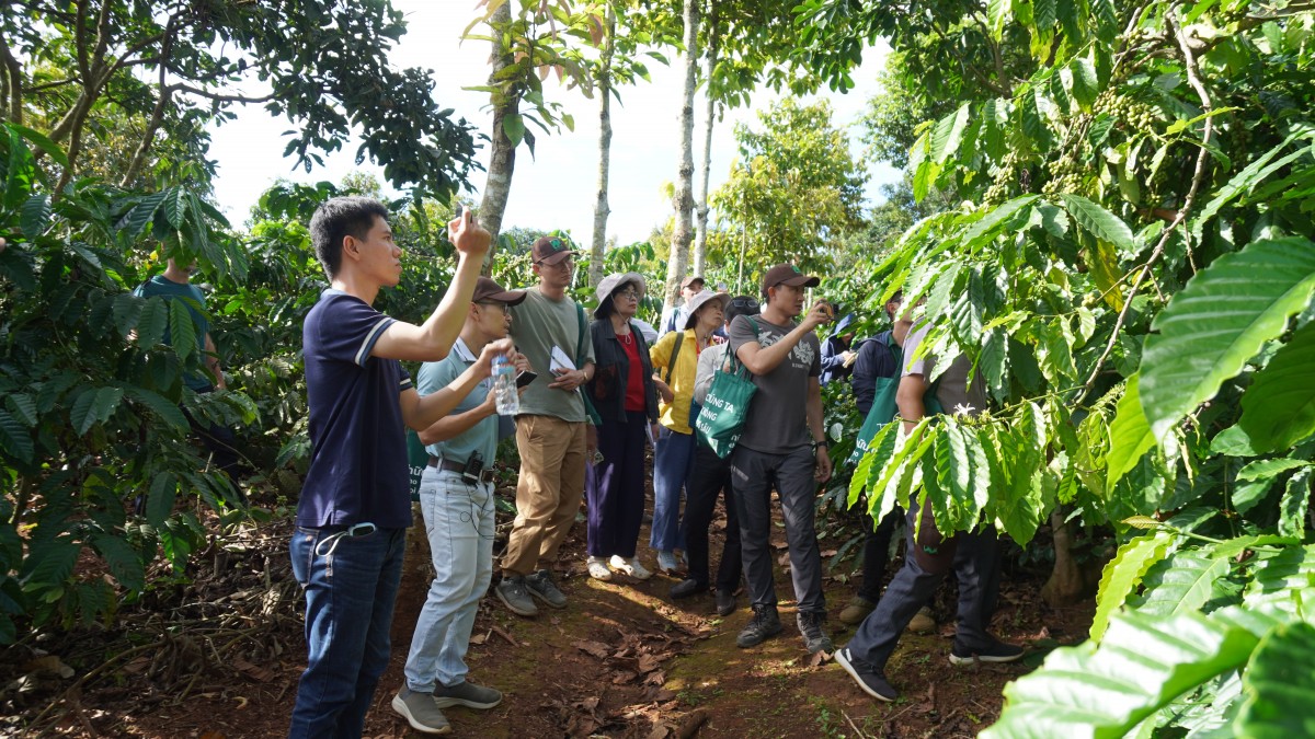 Canh tác cà phê trong nông lâm kết hợp: Sự trải nghiệm 