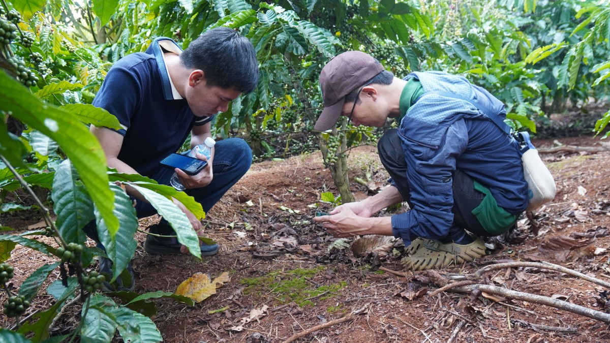 Canh tác cà phê trong nông lâm kết hợp: Sự trải nghiệm 