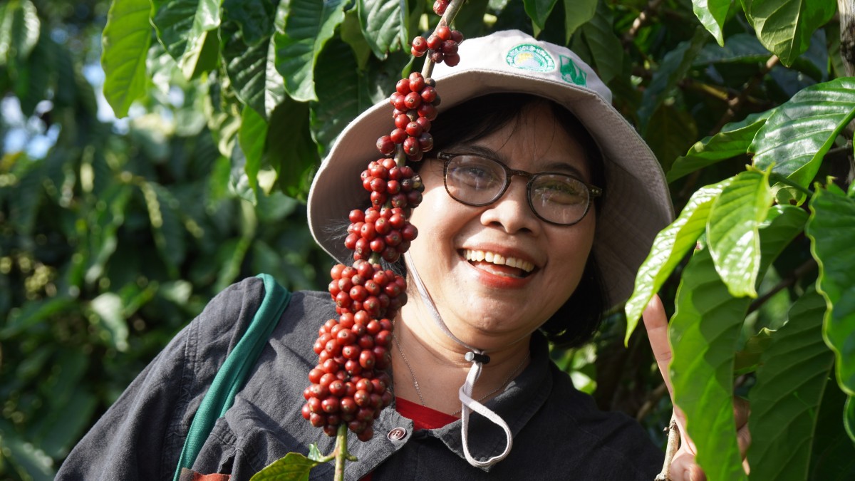 Canh tác cà phê trong nông lâm kết hợp: Sự trải nghiệm 