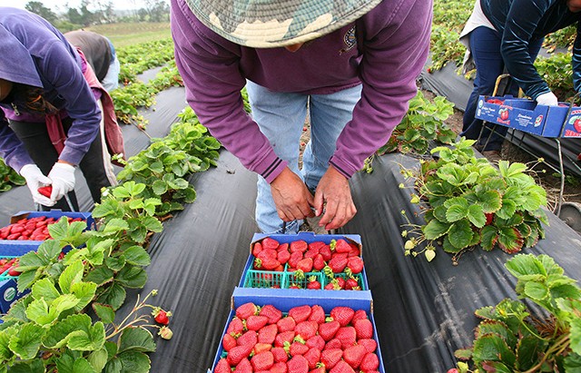 Toàn cảnh về phát triển nông nghiệp hữu cơ trên thế giới