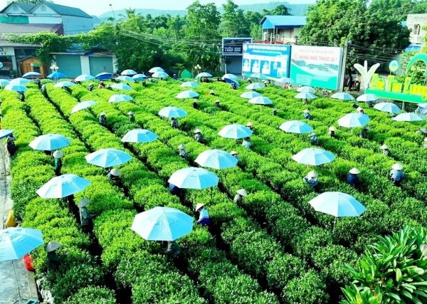 Xây dựng vùng chè nguyên liệu chất lượng cao