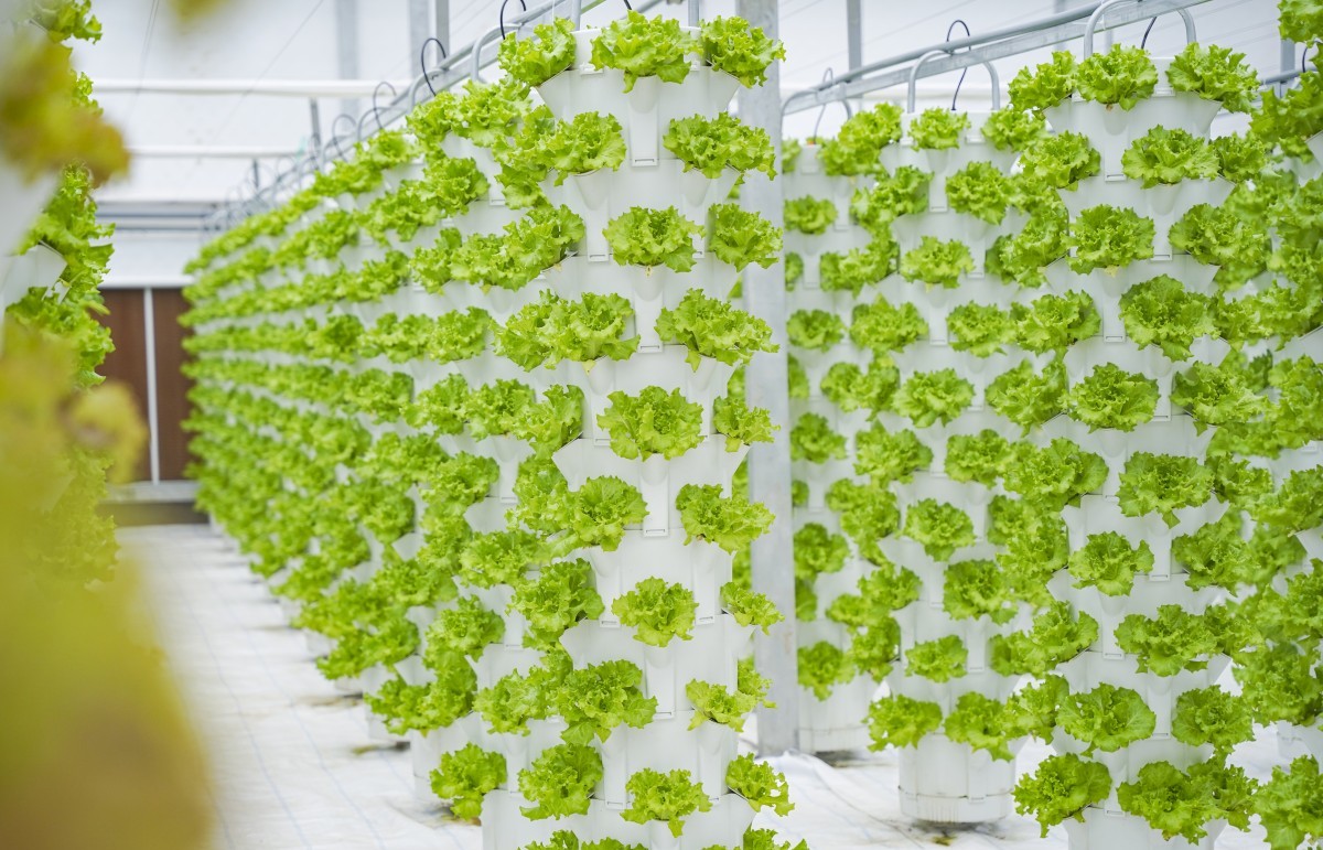 Trồng rau thủy canh - hướng đi mới trong việc ứng dụng sản xuất rau sạch, hữu cơ