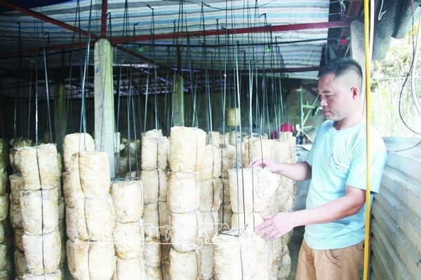 Ứng dụng công nghệ sinh học phát triển nông nghiệp bền vững