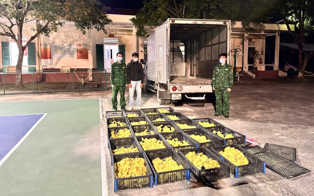Quảng Ninh: Bắt giữ các đối tượng buôn lậu giống gia cầm qua biên giới