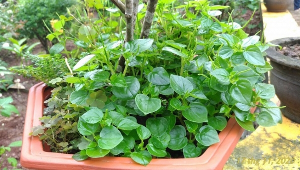 Rau càng cua –“Kho báu” dinh dưỡng, có lợi cho sức khỏe