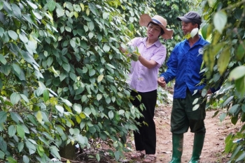 Giúp nông dân hiểu rõ lợi ích của chuỗi giá trị trong phát triển tổ hợp tác, hợp tác xã