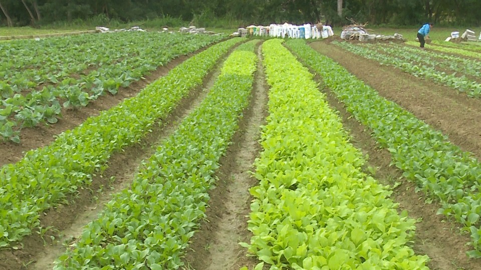 Màu xanh trở lại trên "vựa rau" Hoà An