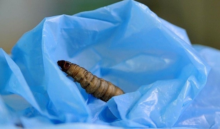 Loại sâu giúp giải quyết ô nhiễm rác thải nhựa