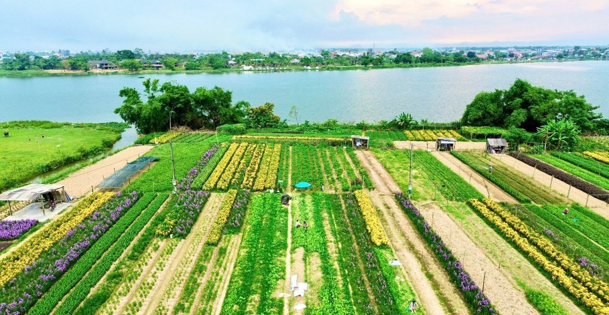 Huế: Thực trạng và giải pháp phát triển nông nghiệp bền vững tại phường Dương Nỗ